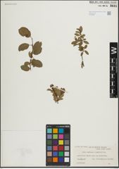 Foto von Salix herbacea L. x Salix phylicifolia L.
